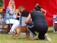 Staffordshire Bull Terrier