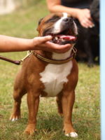 Staffordshire Bull Terrier