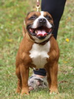 Staffordshire Bull Terrier