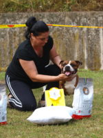 Staffordshire Bull Terrier