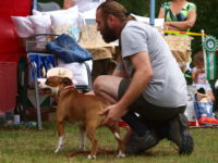 Staffordshire Bull Terrier