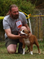 Staffordshire Bull Terrier