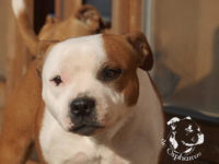 gallery Staffordshire Bull Terrier