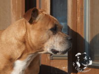 gallery Staffordshire Bull Terrier