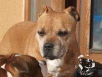 gallery Staffordshire Bull Terrier