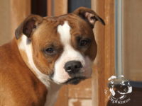 gallery Staffordshire Bull Terrier