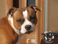 gallery Staffordshire Bull Terrier