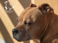 gallery Staffordshire Bull Terrier