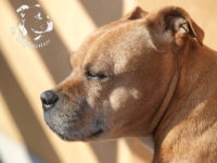 gallery Staffordshire Bull Terrier