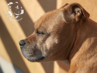 gallery Staffordshire Bull Terrier