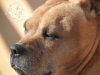 gallery Staffordshire Bull Terrier