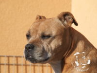 gallery Staffordshire Bull Terrier