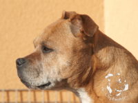 gallery Staffordshire Bull Terrier