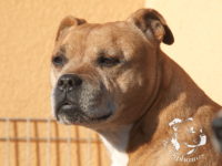 gallery Staffordshire Bull Terrier