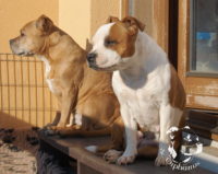 gallery Staffordshire Bull Terrier