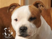 gallery Staffordshire Bull Terrier