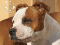 gallery Staffordshire Bull Terrier