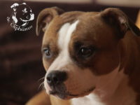 gallery Staffordshire Bull Terrier