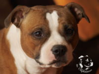 gallery Staffordshire Bull Terrier