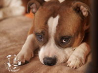 gallery Staffordshire Bull Terrier