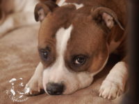 gallery Staffordshire Bull Terrier