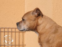 gallery Staffordshire Bull Terrier