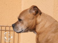 gallery Staffordshire Bull Terrier