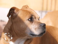 gallery Staffordshire Bull Terrier