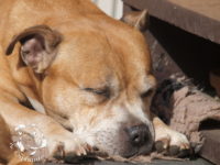 gallery Staffordshire Bull Terrier