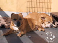 gallery Staffordshire Bull Terrier