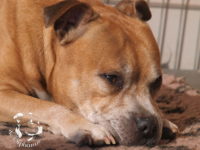 gallery Staffordshire Bull Terrier