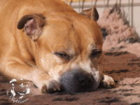 gallery Staffordshire Bull Terrier