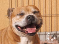 gallery Staffordshire Bull Terrier