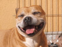 gallery Staffordshire Bull Terrier