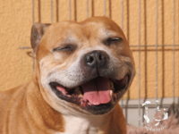 gallery Staffordshire Bull Terrier