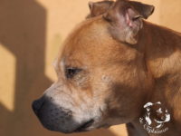 gallery Staffordshire Bull Terrier