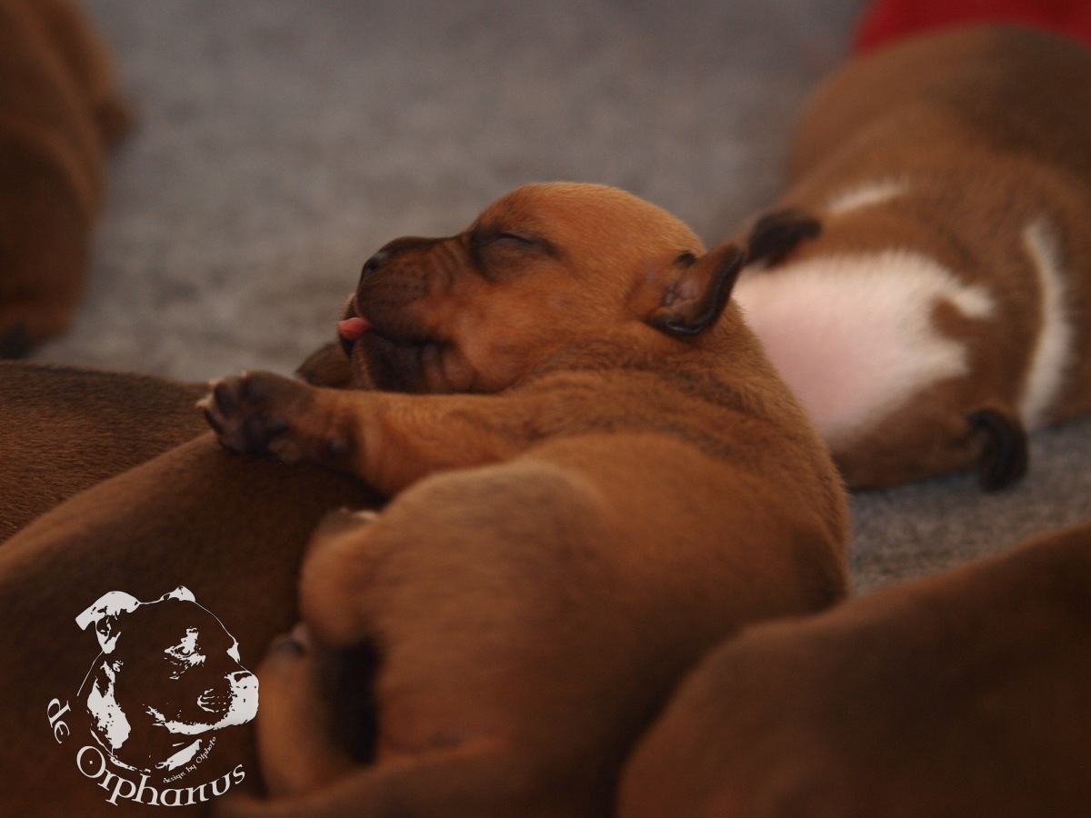 Staffordshire bull terrier vrh I