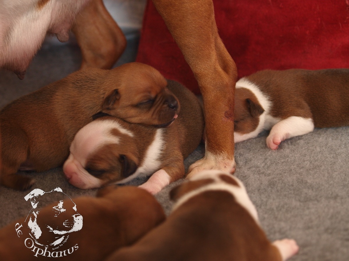 Staffordshire bull terrier vrh I