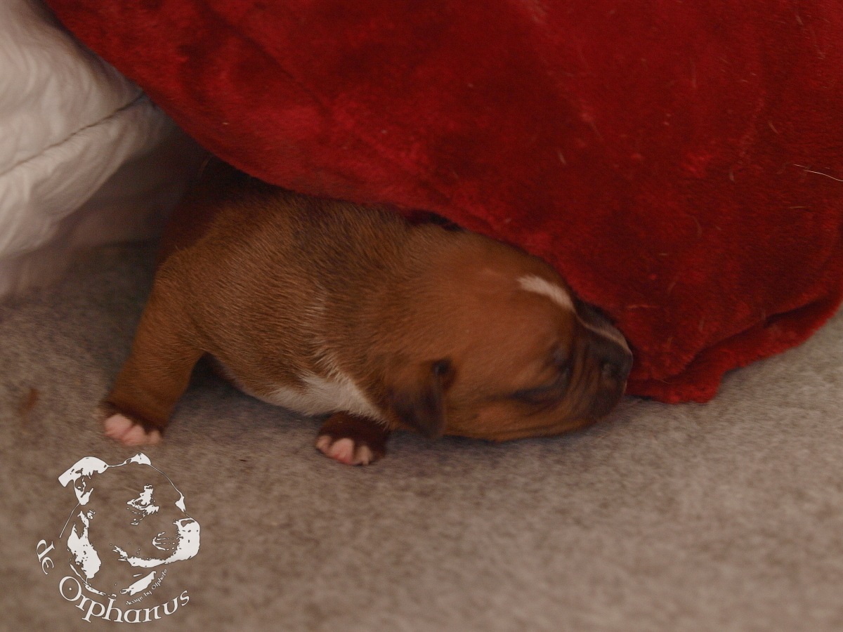Staffordshire bull terrier vrh I