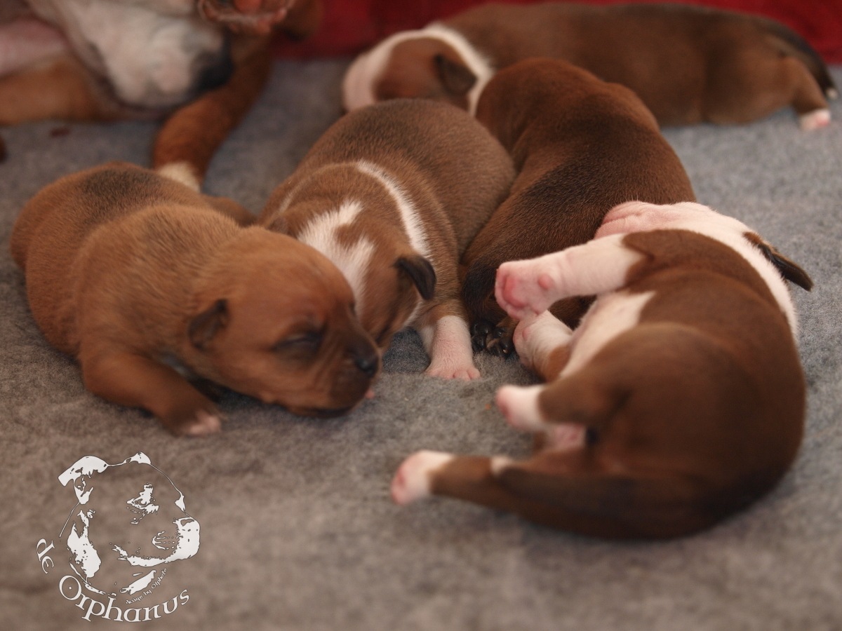Staffordshire bull terrier vrh I