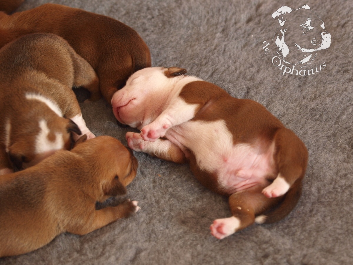 Staffordshire bull terrier vrh I