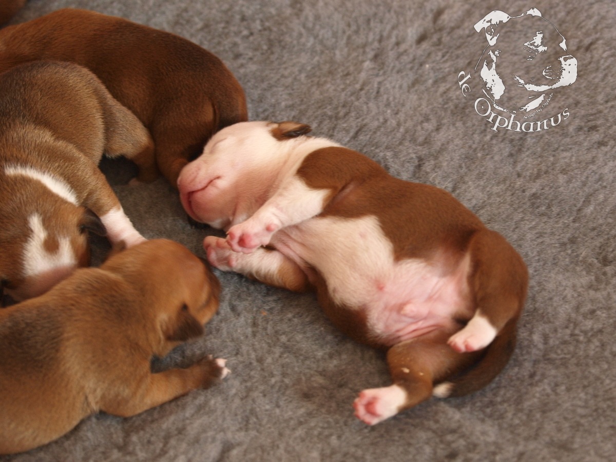 Staffordshire bull terrier vrh I