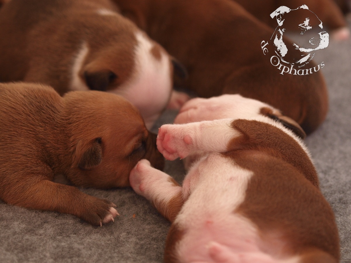 Staffordshire bull terrier vrh I