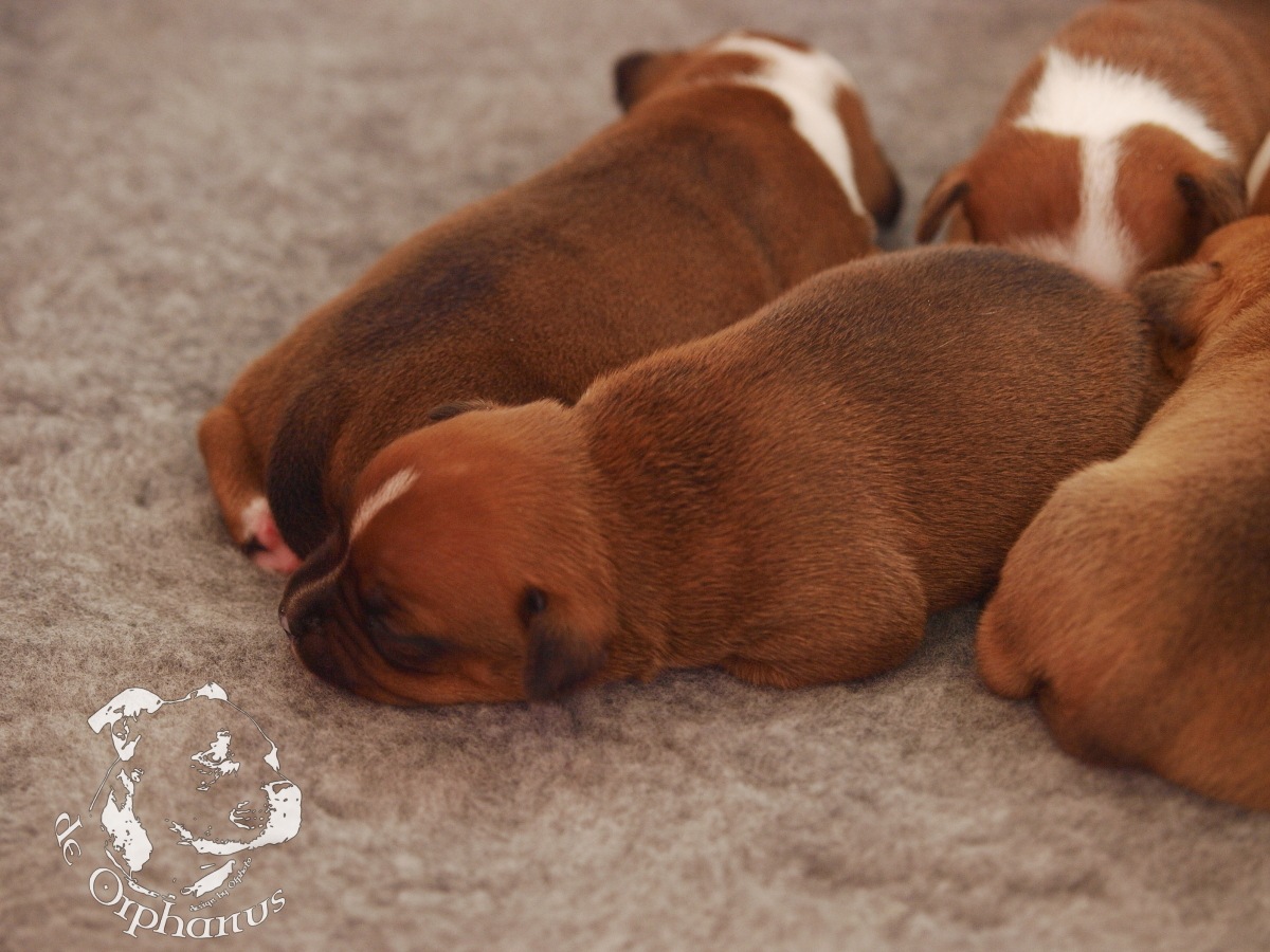 Staffordshire bull terrier vrh I