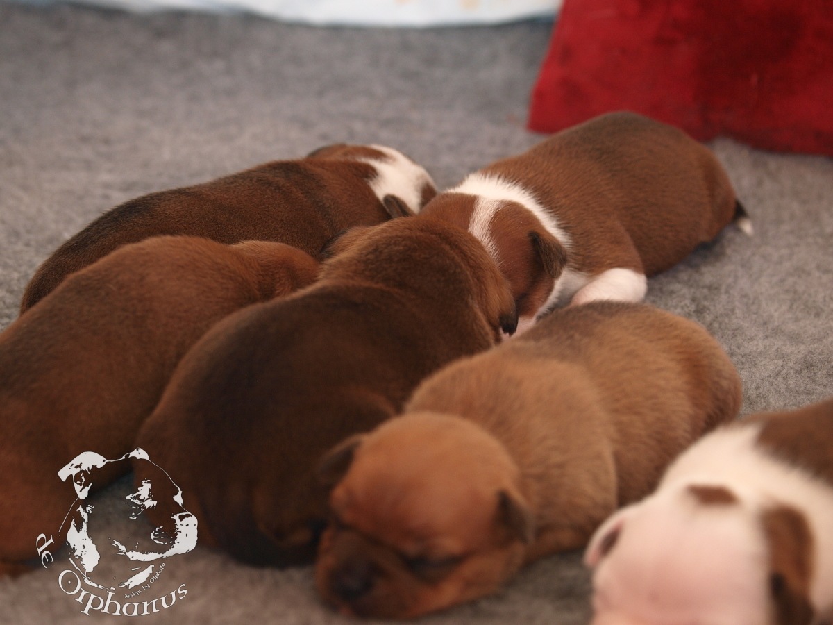 Staffordshire bull terrier vrh I