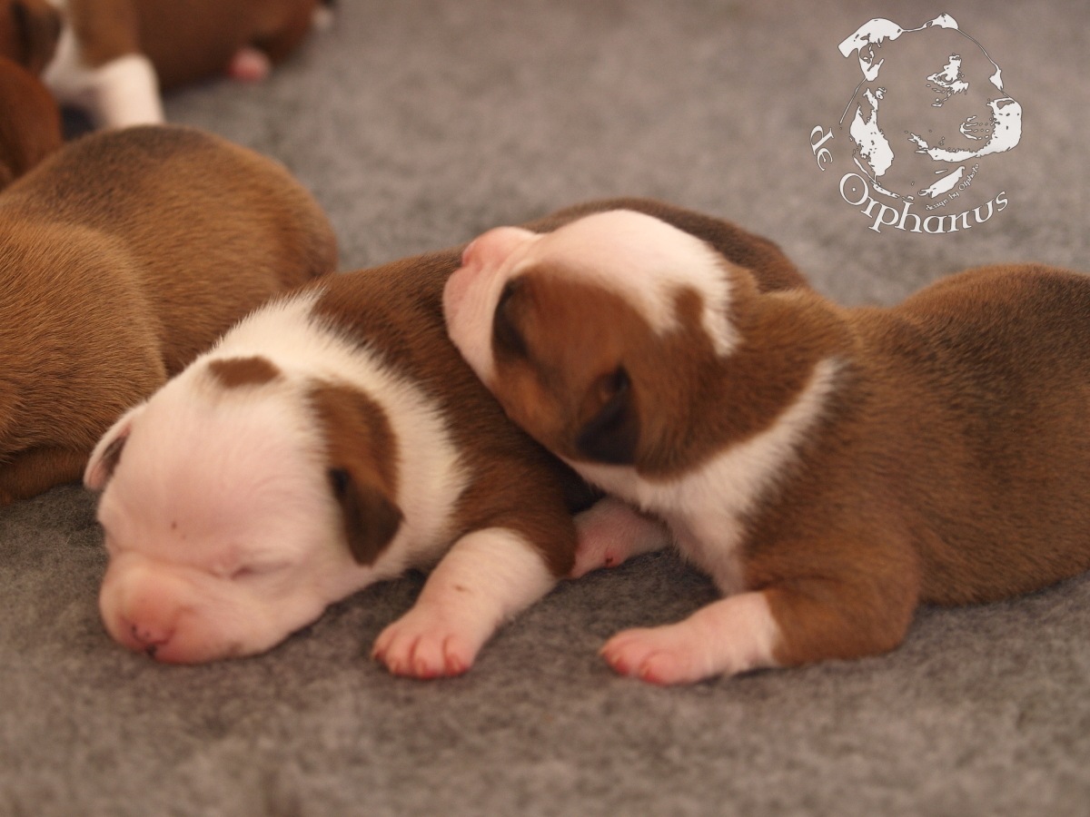Staffordshire bull terrier vrh I