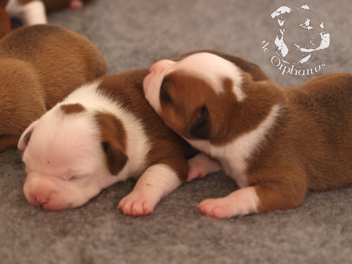 Staffordshire bull terrier vrh I