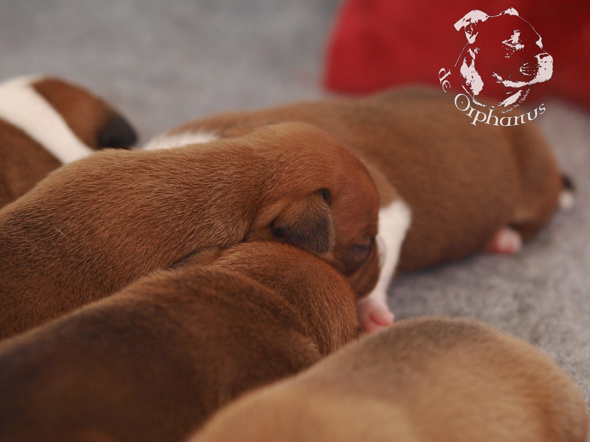 Staffordshire bull terrier vrh I