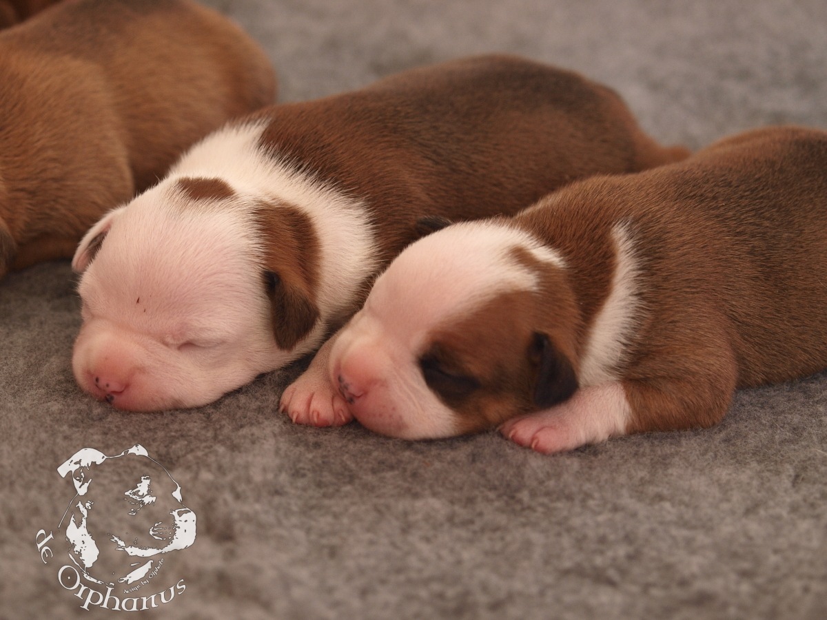 Staffordshire bull terrier vrh I
