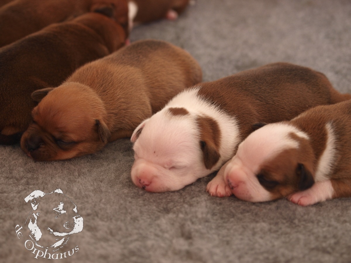 Staffordshire bull terrier vrh I